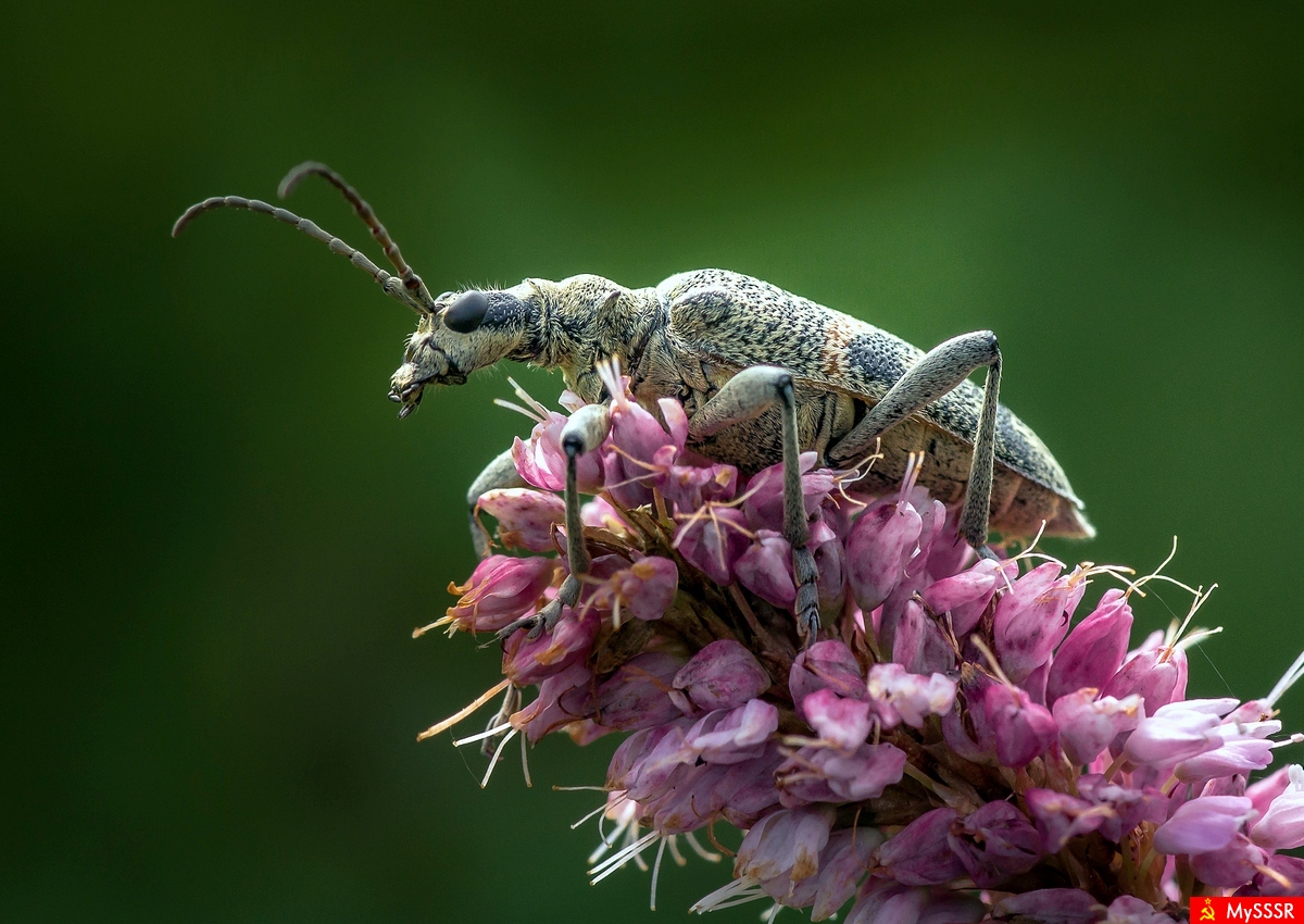  ,    (. Rhagium mordax)