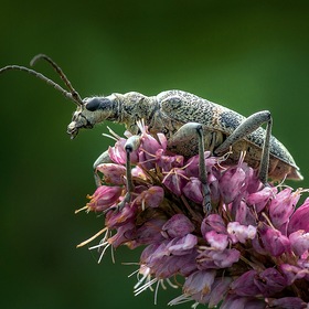  ,    (. Rhagium mordax)